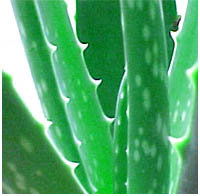 aloe002.jpg